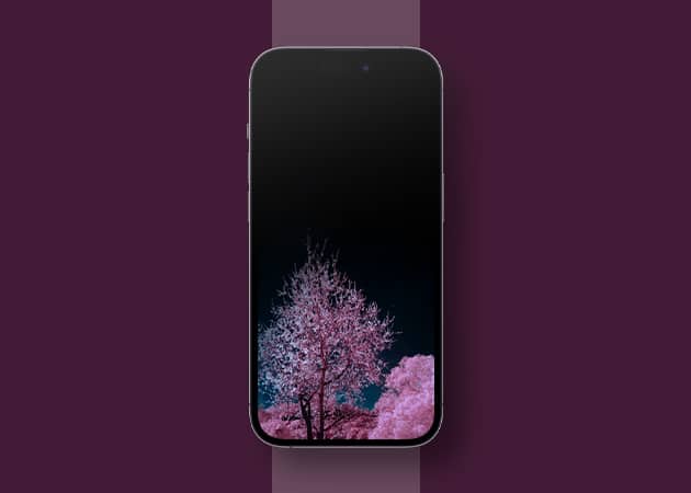 Black and Pink iPhone Wallpaper