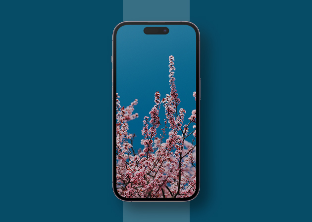 Cherry blossom 4K spring wallpaper